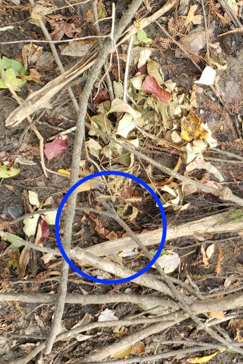 درمان حضور مار در زمین‌های کشاورزی و کارخانه‌ها (بدون موارد خطرناک)